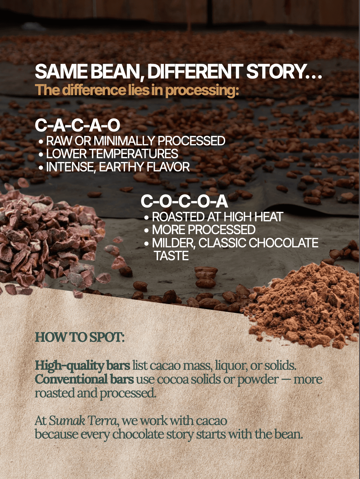 the-differences-of-cacao-and-cocoa